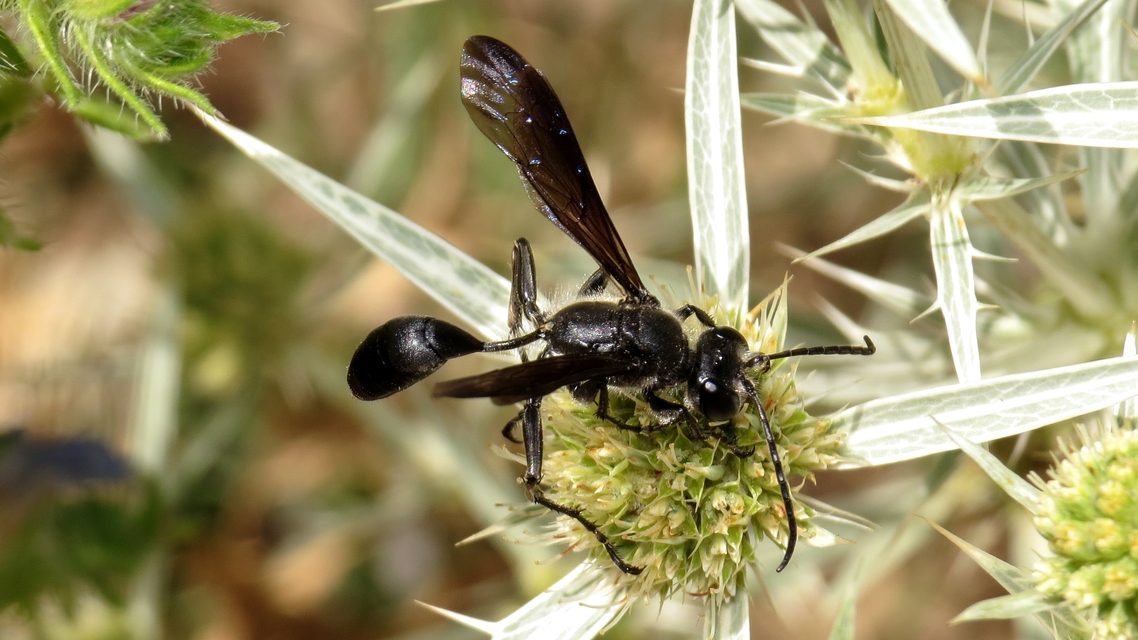 Isodontia mexicana - mexikói fűdarázs