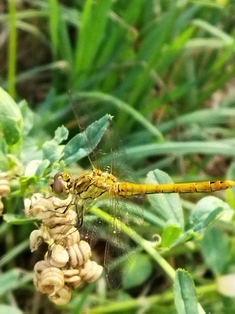 Sympetrum vulgatum - barkós katona-szitakötő