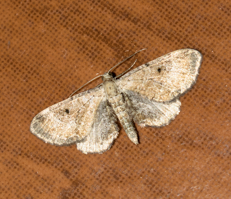 Eupithecia simpliciata - kerekszárnyú törpearaszoló