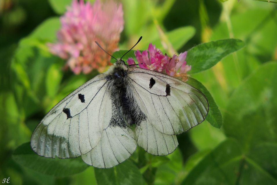 Parnassius mnemosyne - kis apollólepke