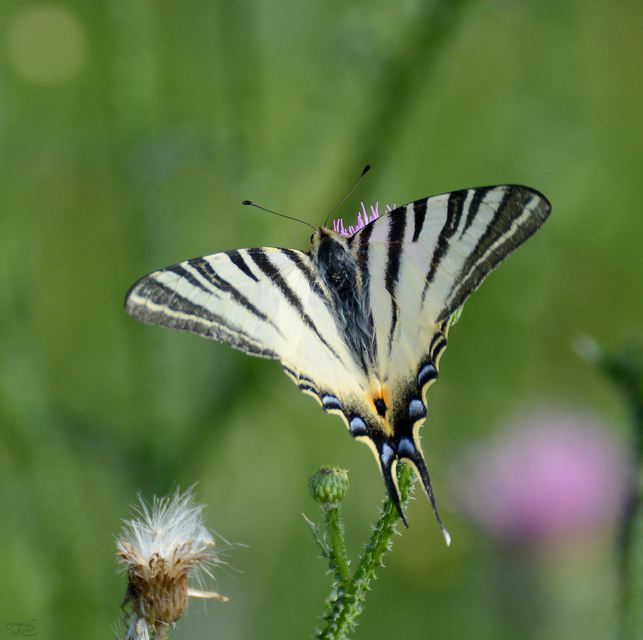 Iphiclides podalirius - kardoslepke