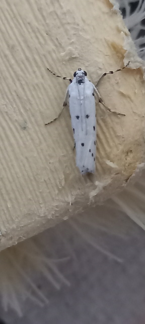 Myelois circumvoluta - pettyes karcsúmoly