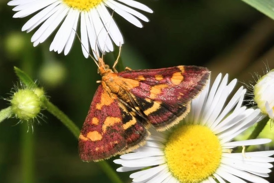 Pyrausta purpuralis - közönséges bíbormoly