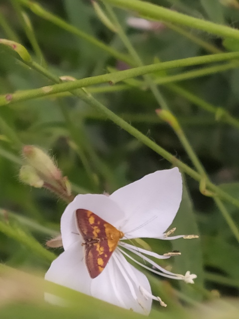 Pyrausta aurata - aranyló bíbormoly