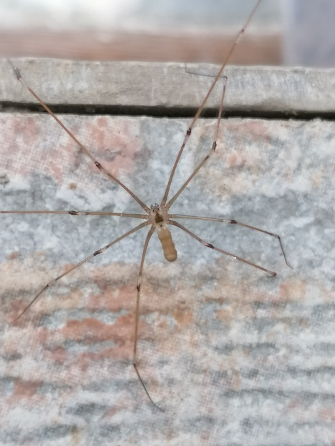 Pholcus phalangioides - nagy álkaszáspók Pholcus phalangioides - nagy álkaszáspók