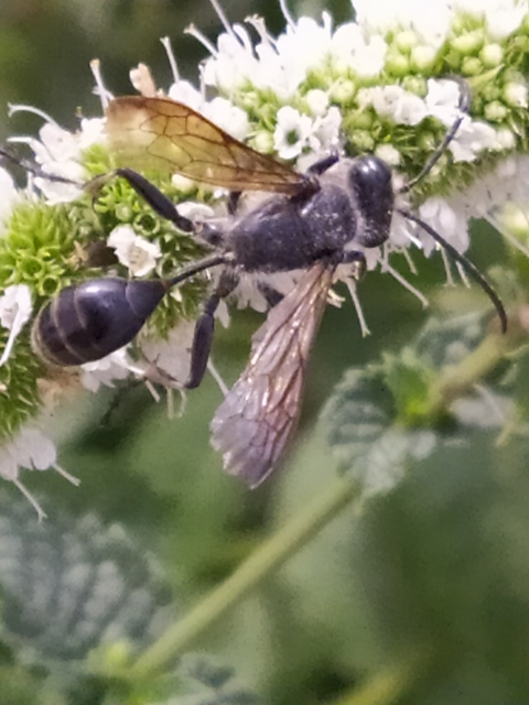 Isodontia mexicana - mexikói fűdarázs