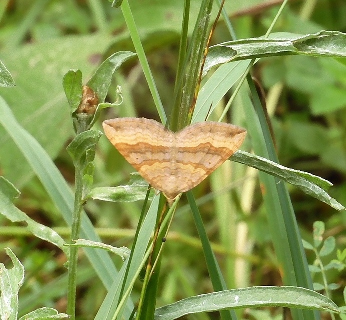 Scotopteryx chenopodiata - libatop-araszoló