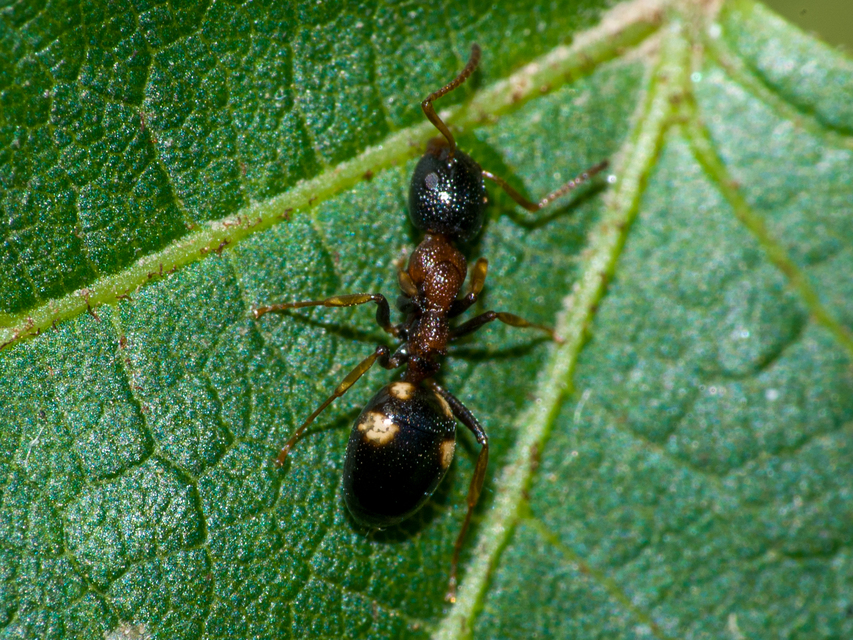 Dolichoderus quadripunctatus - négypettyes erdeihangya