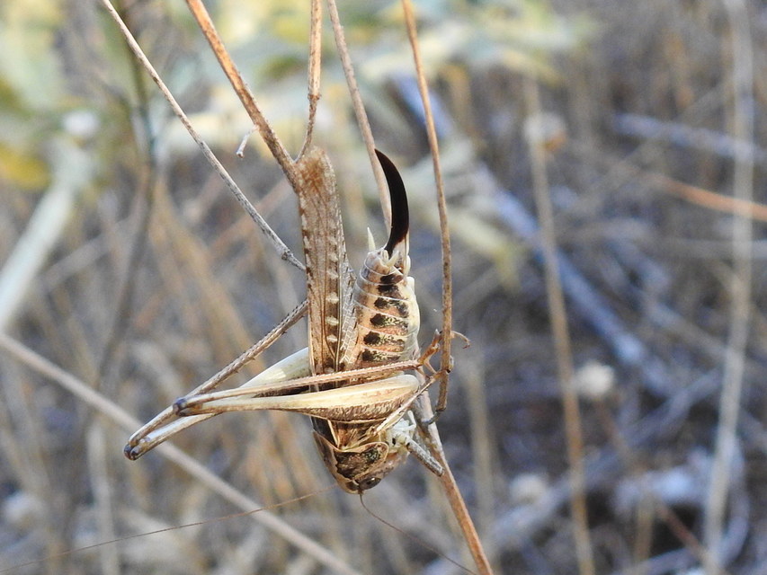 Platycleis affinis - púposhasú rétiszöcske