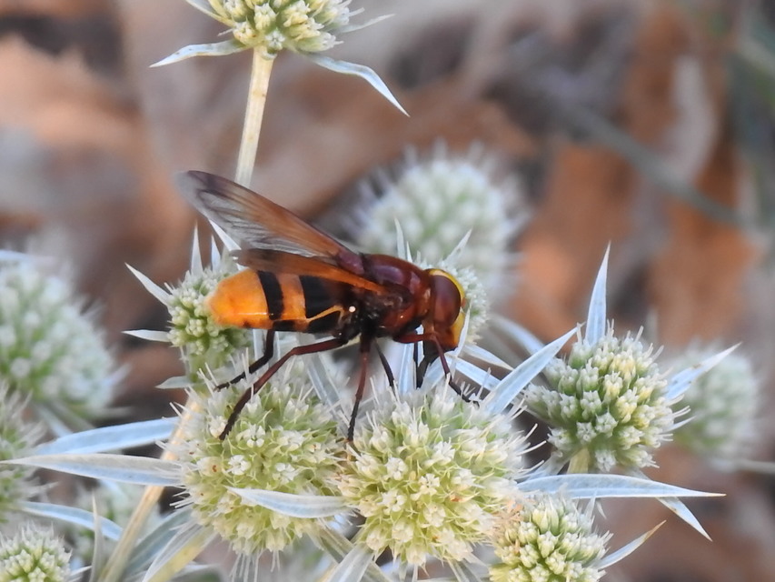 Volucella zonaria - kétöves pihelégy
