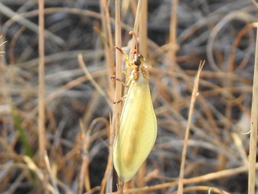 Myrmecaelurus trigrammus - hangyafarkas