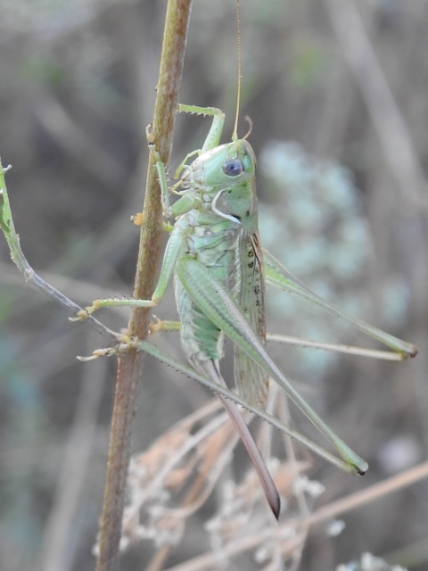 Gampsocleis glabra - tőrös szöcske