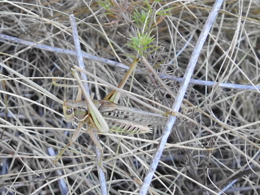 Gampsocleis glabra - tőrös szöcske