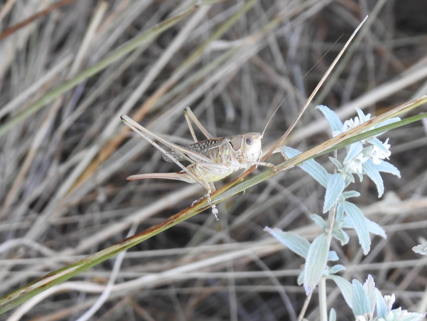 Gampsocleis glabra - tőrös szöcske