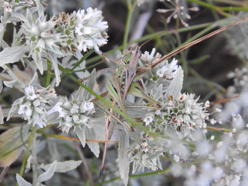 Gampsocleis glabra - tőrös szöcske