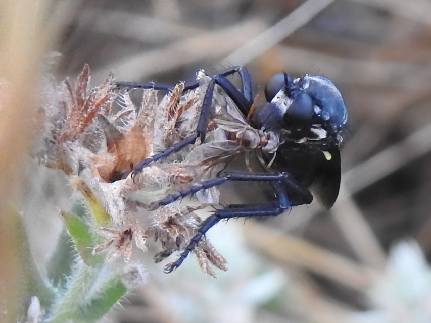 Dasypogon