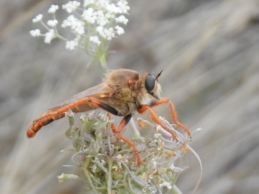 Stenopogon sabaudus