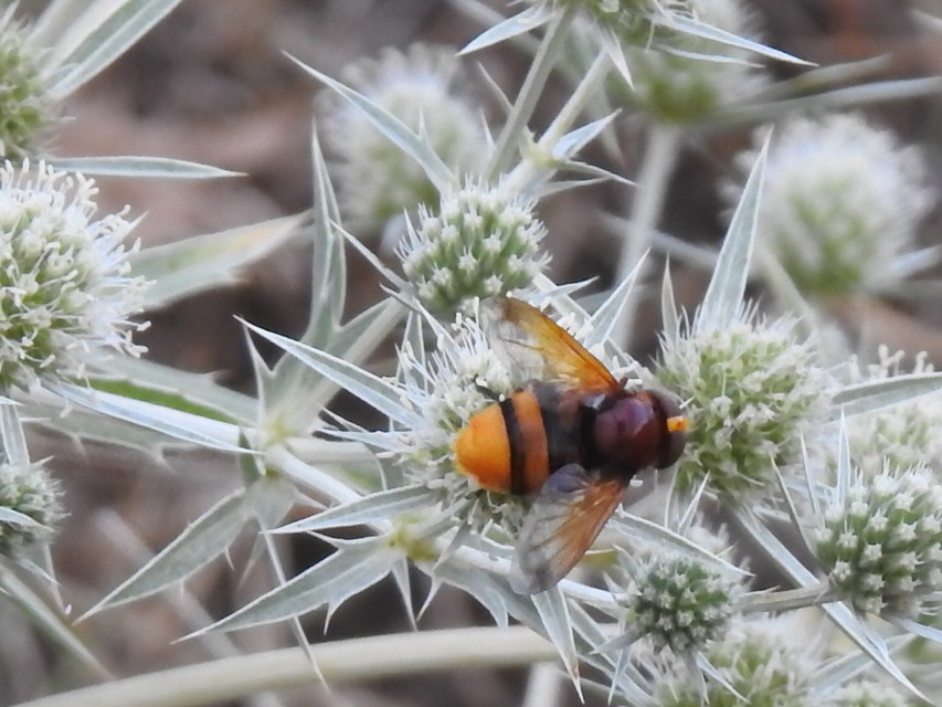 Volucella zonaria - kétöves pihelégy