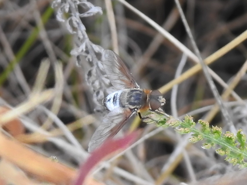 Exoprosopa minos