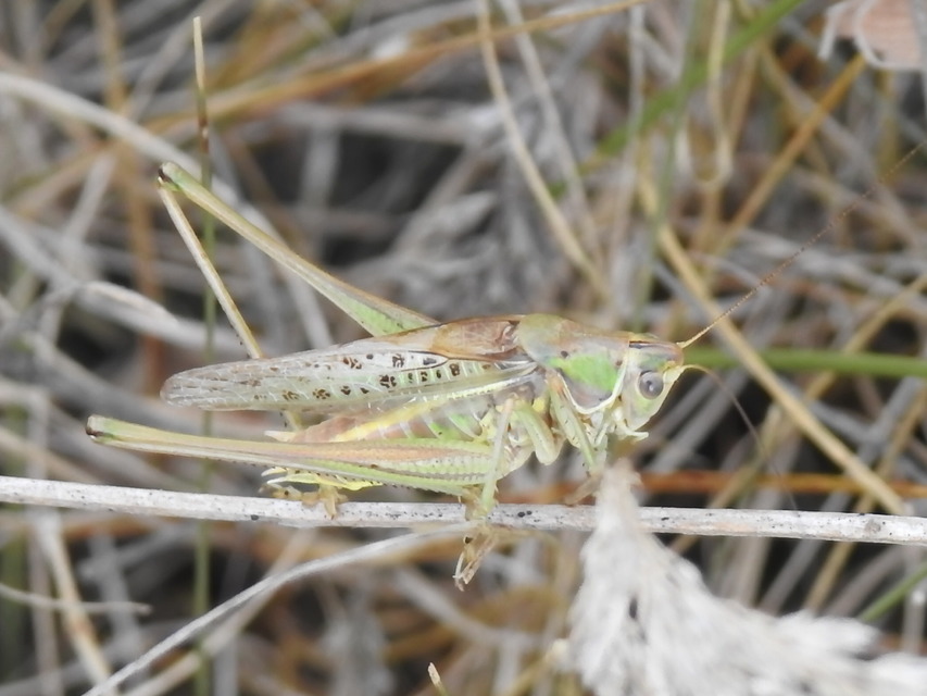 Gampsocleis glabra - tőrös szöcske