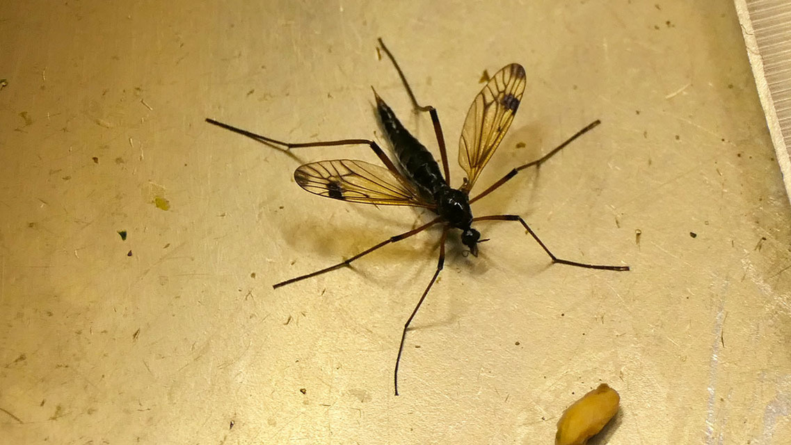 Dictenidia bimaculata