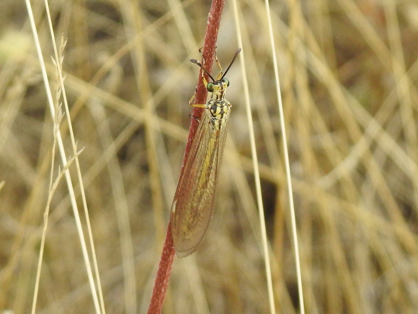 Myrmecaelurus trigrammus - hangyafarkas