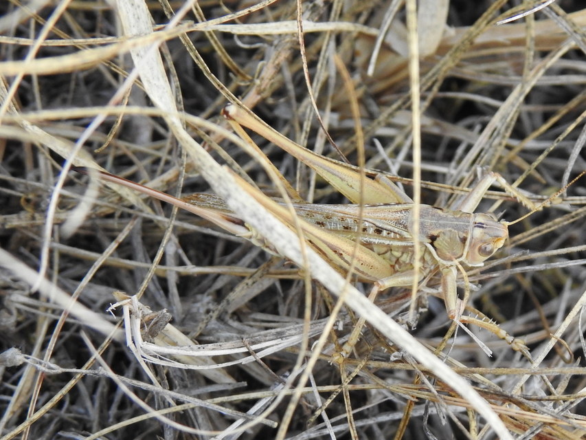 Gampsocleis glabra - tőrös szöcske