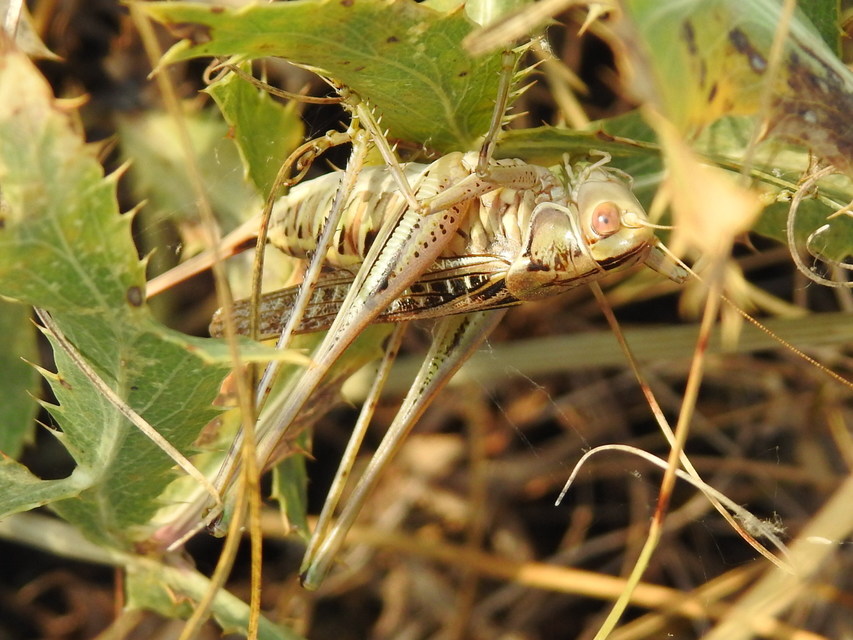 Gampsocleis glabra - tőrös szöcske