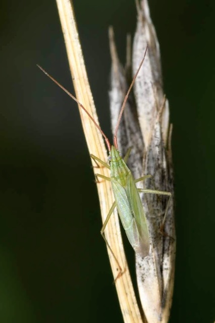 Stenodema
