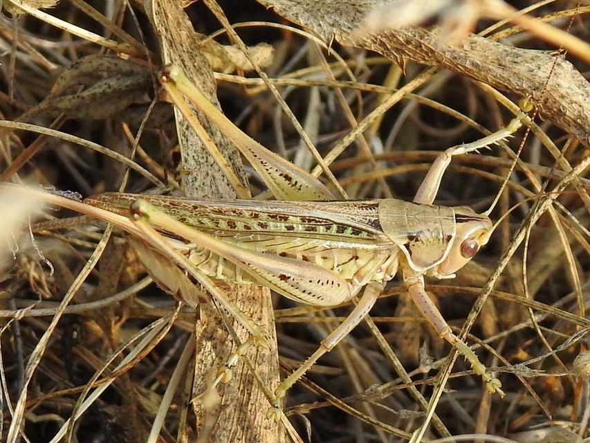 Gampsocleis glabra - tőrös szöcske