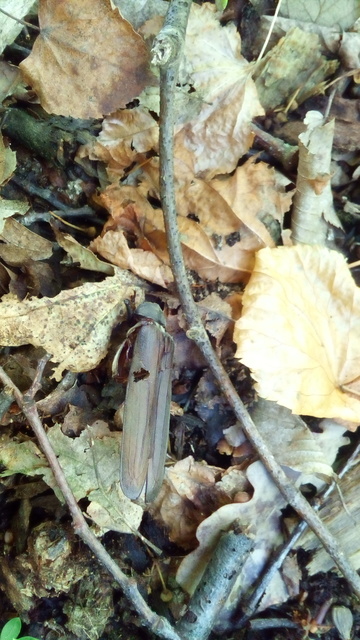 Aegosoma scabricorne - diófacincér