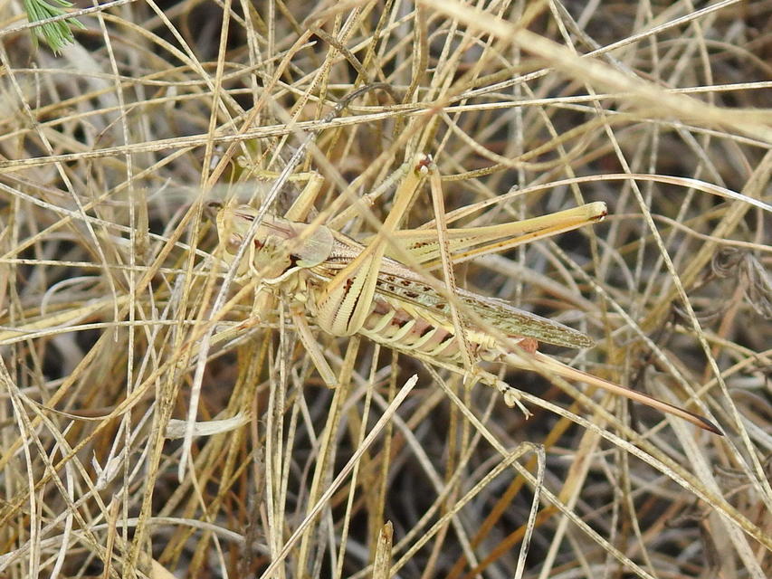 Gampsocleis glabra - tőrös szöcske