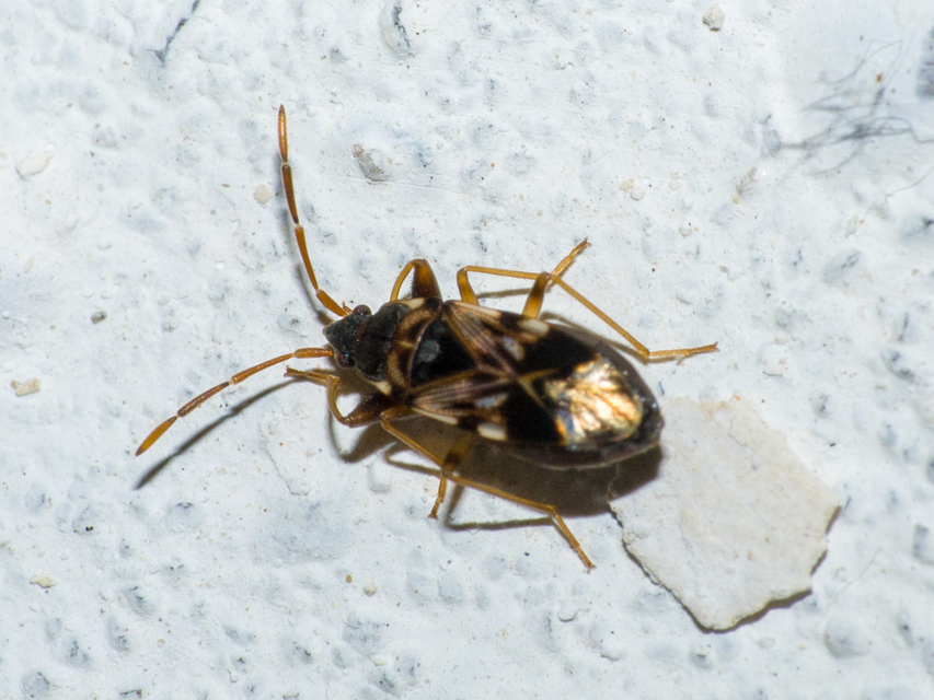 Scolopostethus pictus Scolopostethus pictus