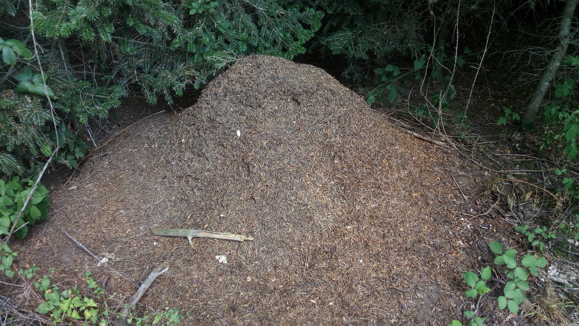 Formica polyctena - kis vöröshangya