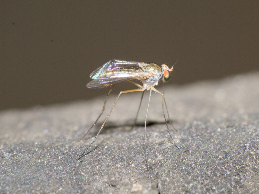 Sciapus