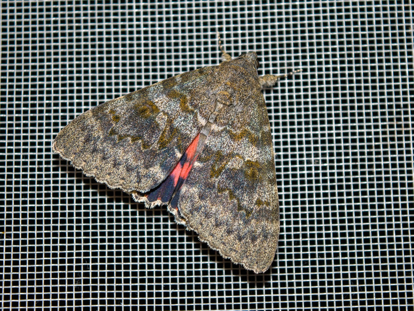 Catocala elocata - közönséges övesbagoly
