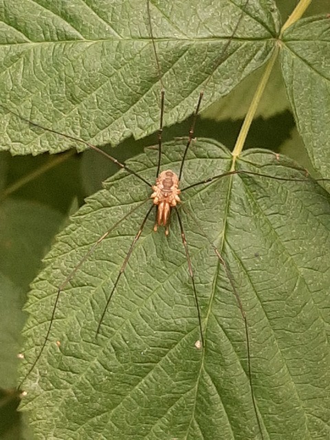 Phalangium opilio