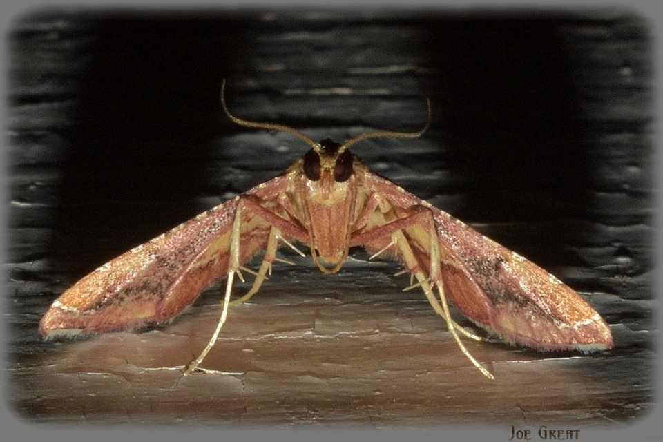 Endotricha flammealis - tüzesszárnyú fényilonca