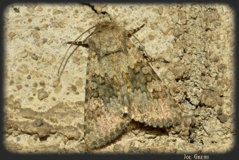 Hecatera dysodea - parajbagoly