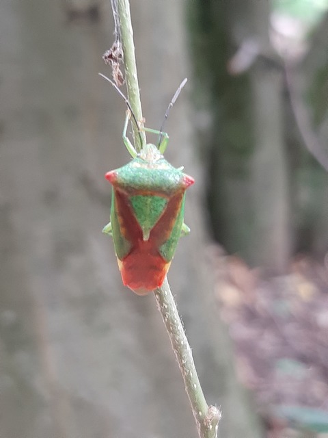 Acanthosoma haemorrhoidale - nagy dajkapoloska Acanthosoma haemorrhoidale - nagy dajkapoloska