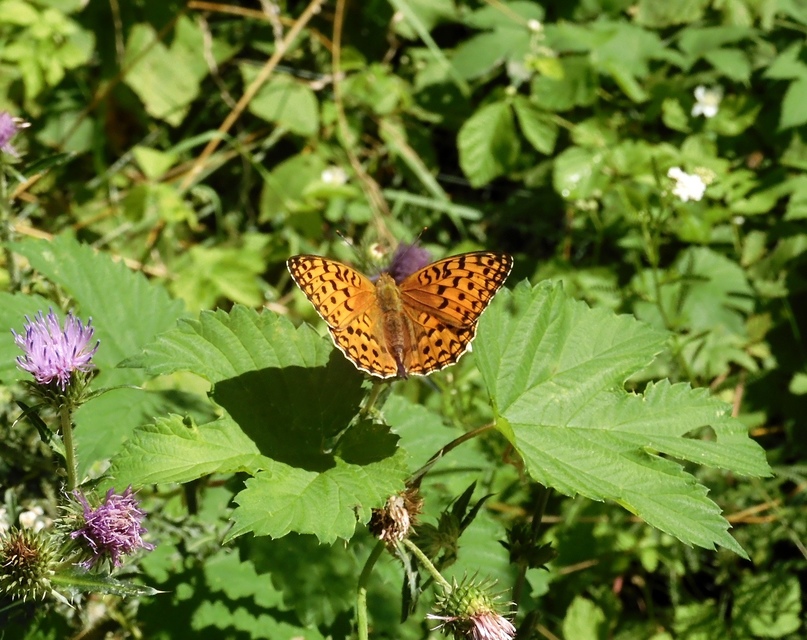 Argynnis adippe - ezüstös gyöngyházlepke