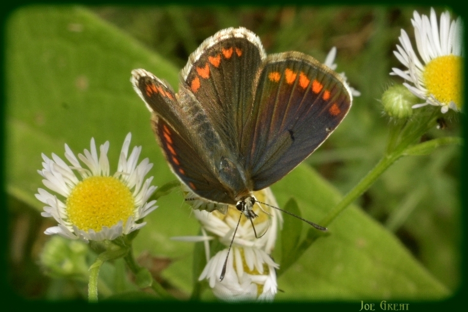 Aricia agestis - szerecsenboglárka