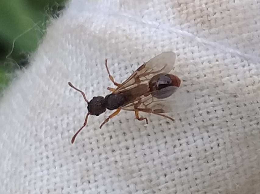 Myrmica