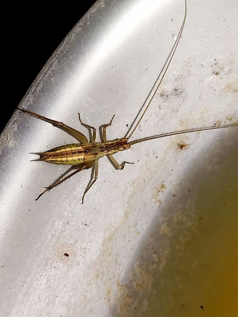 Oecanthus pellucens - pirregőtücsök