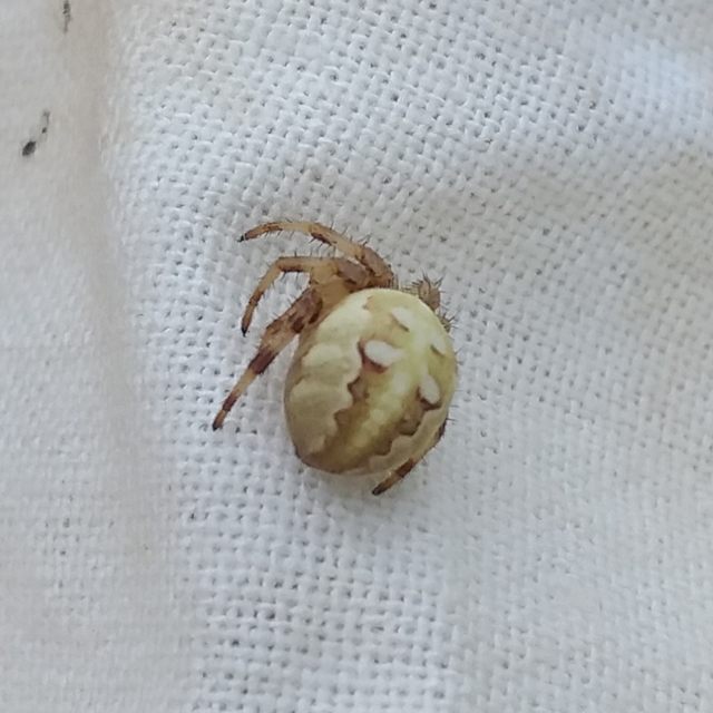 Araneus quadratus - négyes keresztespók