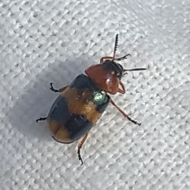 Coptocephala unifasciata - sárgalábú hullóbogár