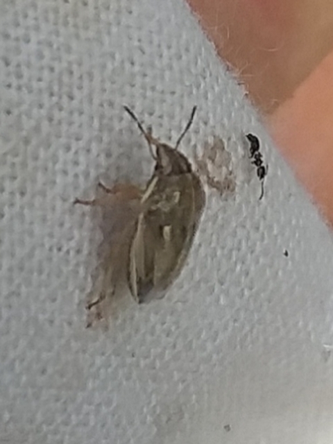 Neottiglossa leporina - sárgahasú címerespoloska Neottiglossa leporina - sárgahasú címerespoloska