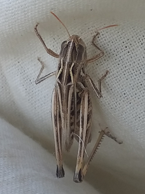 Stenobothrus lineatus - jajgató rétisáska