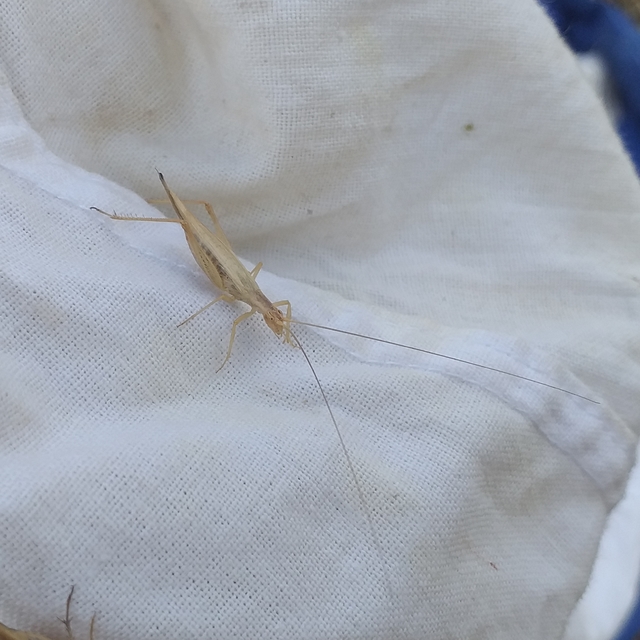 Oecanthus pellucens - pirregőtücsök