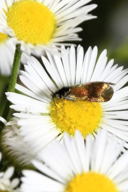 Nemophora fasciella - feketesávú tőrösmoly